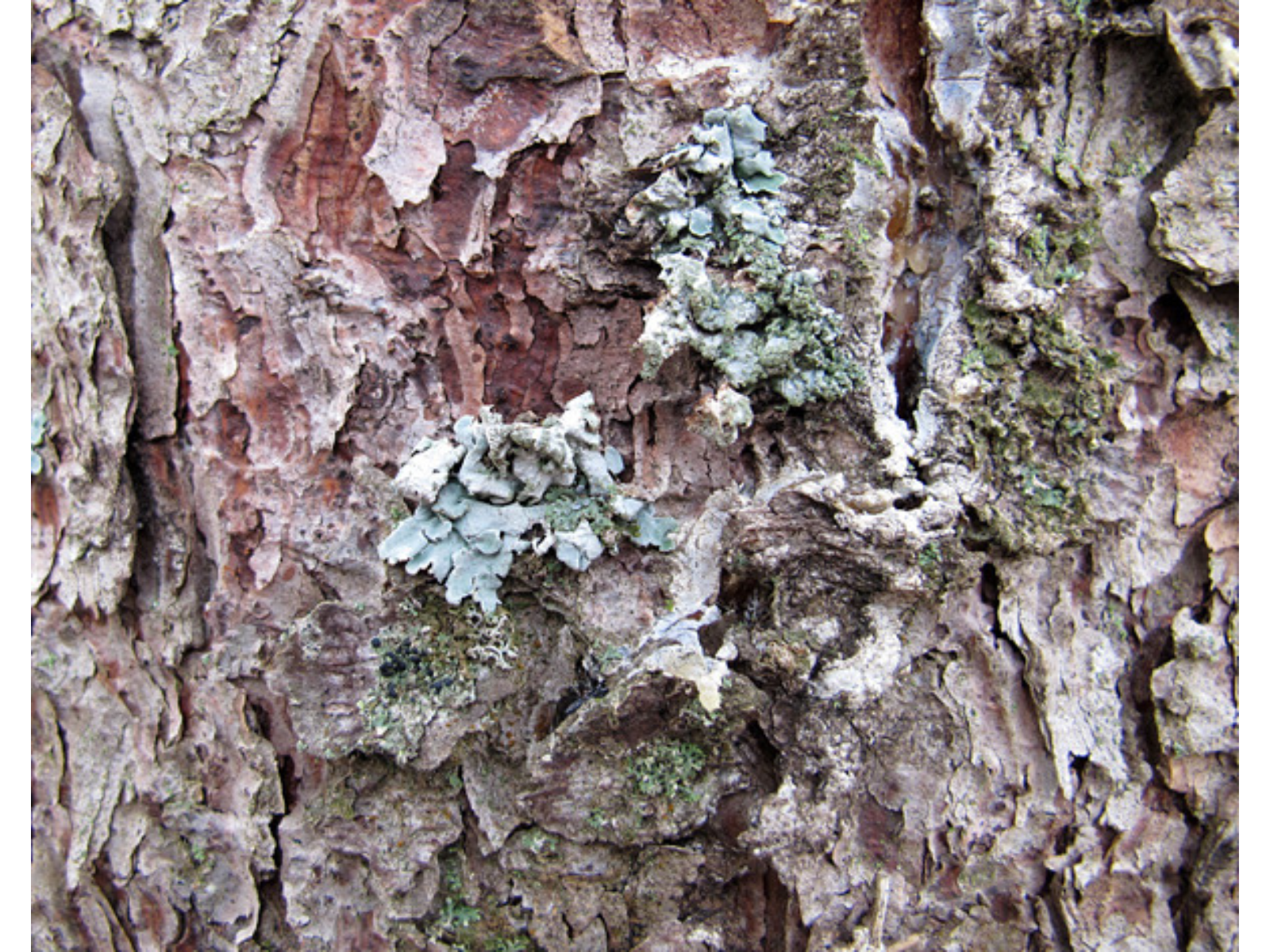 Close-up on some lichens growing on bark.