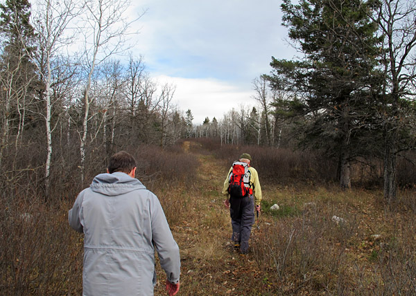 Two individuals walking down a path of trimmed autumn vegetation. Bare trees and evergreens lined the path.