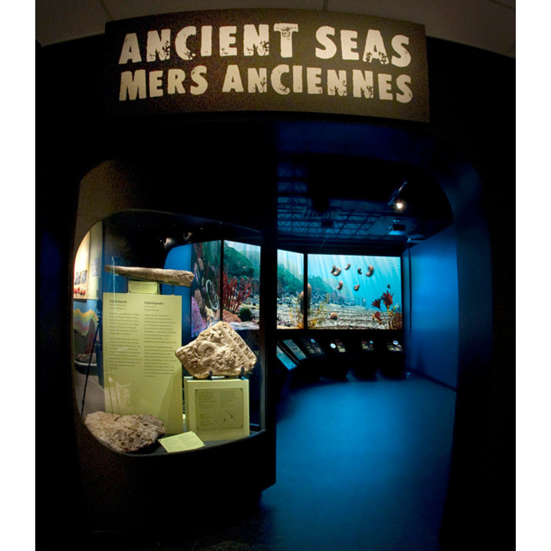 Entrance of the Ancient Seas exhibit at the Manitoba Museum, with a long curving projection showing an under the sea scene.