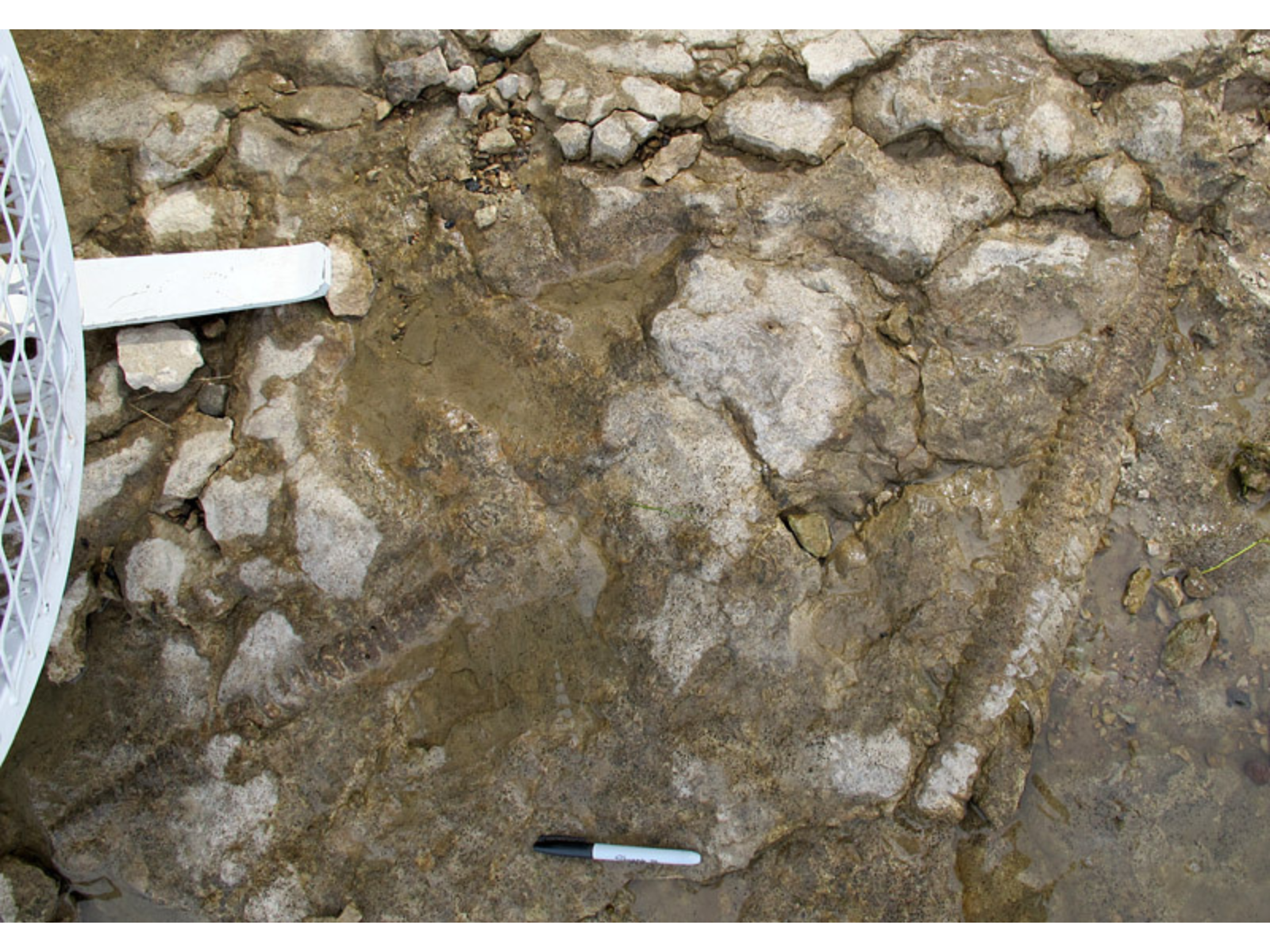 View looking down at the ground where several long, thin cephalopods embedded in the rocky ground with a Sharpie marker lying on the ground for scale.