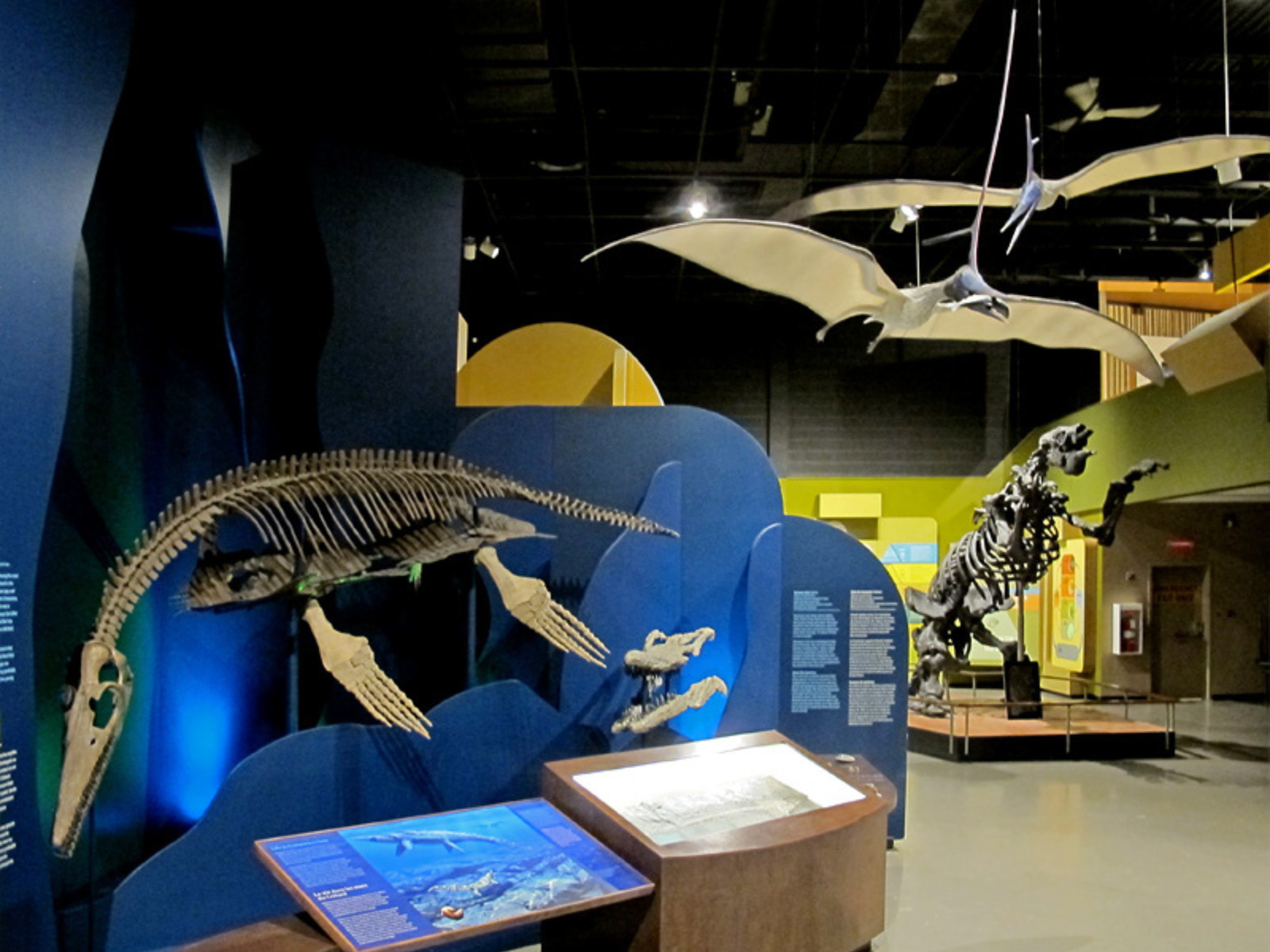 Looking into the Earth History Gallery, seeing a mounted skeleton of a plesiosaur, and further back a mounted giant ground sloth.