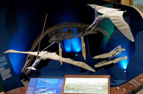 An aerial view looking down towards an exhibit showing a mounted plesiosaur and skull below two "flying" pterosaurs hung from the ceiling.