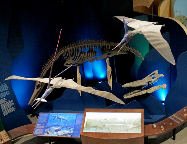 An aerial view looking down towards an exhibit showing a mounted plesiosaur and skull below two "flying" pterosaurs hung from the ceiling.