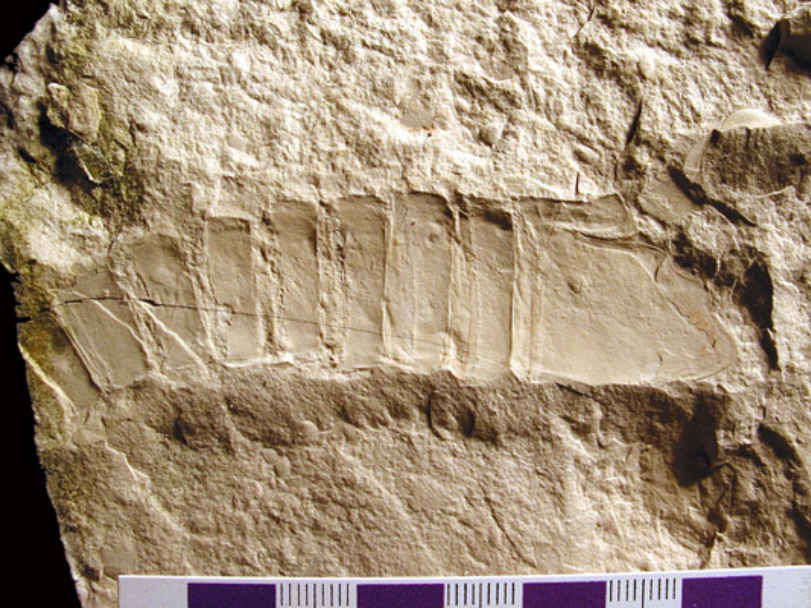 A fossilized eurypterids in a rock slab.