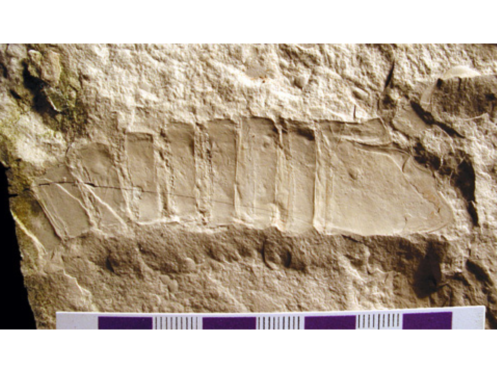 An oblong eurypterid fossil in a slab of rock.