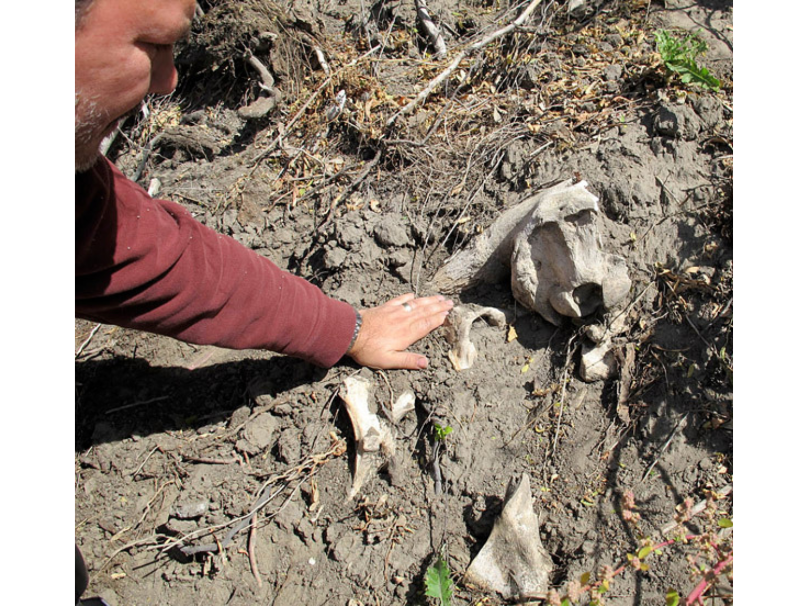 A person leans down into frame, reaching down towards bison bones embedded in the soil.