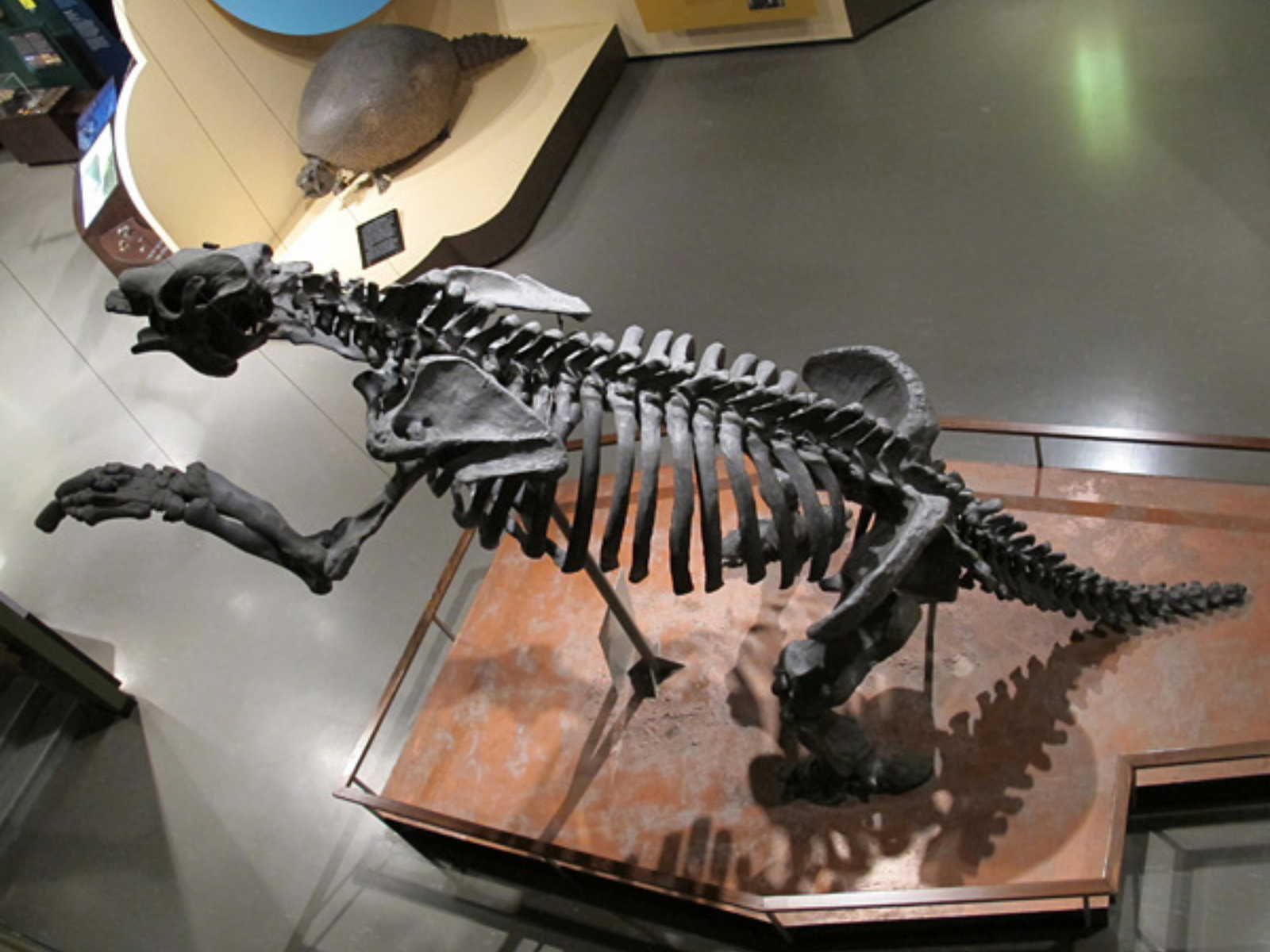 Aerial view looking down at a tall mounted giant sloth, or megatherium, across a walkway from a mounted glyptodont.