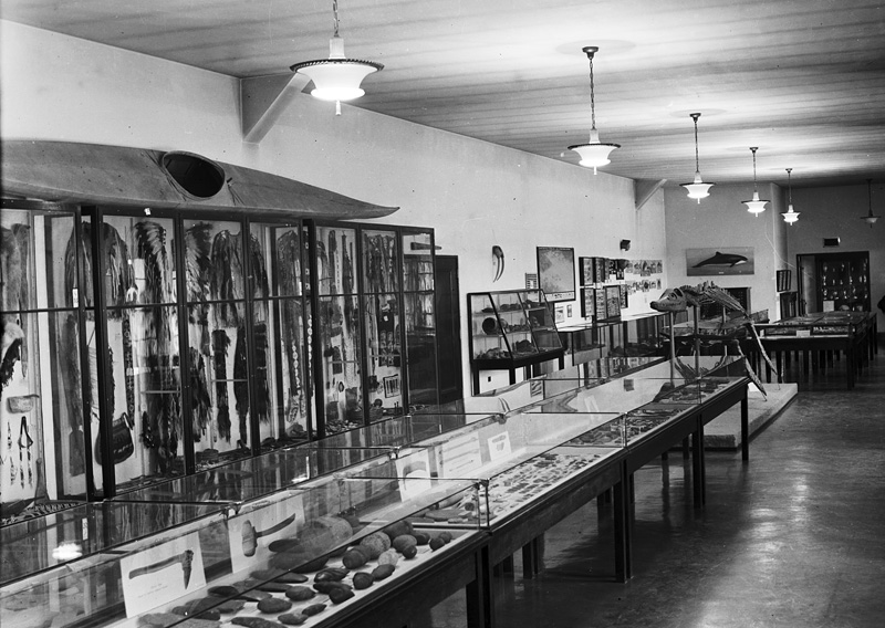 Black and white image of museum display cases showcasing various Indigenous artifacts, including a kayak.