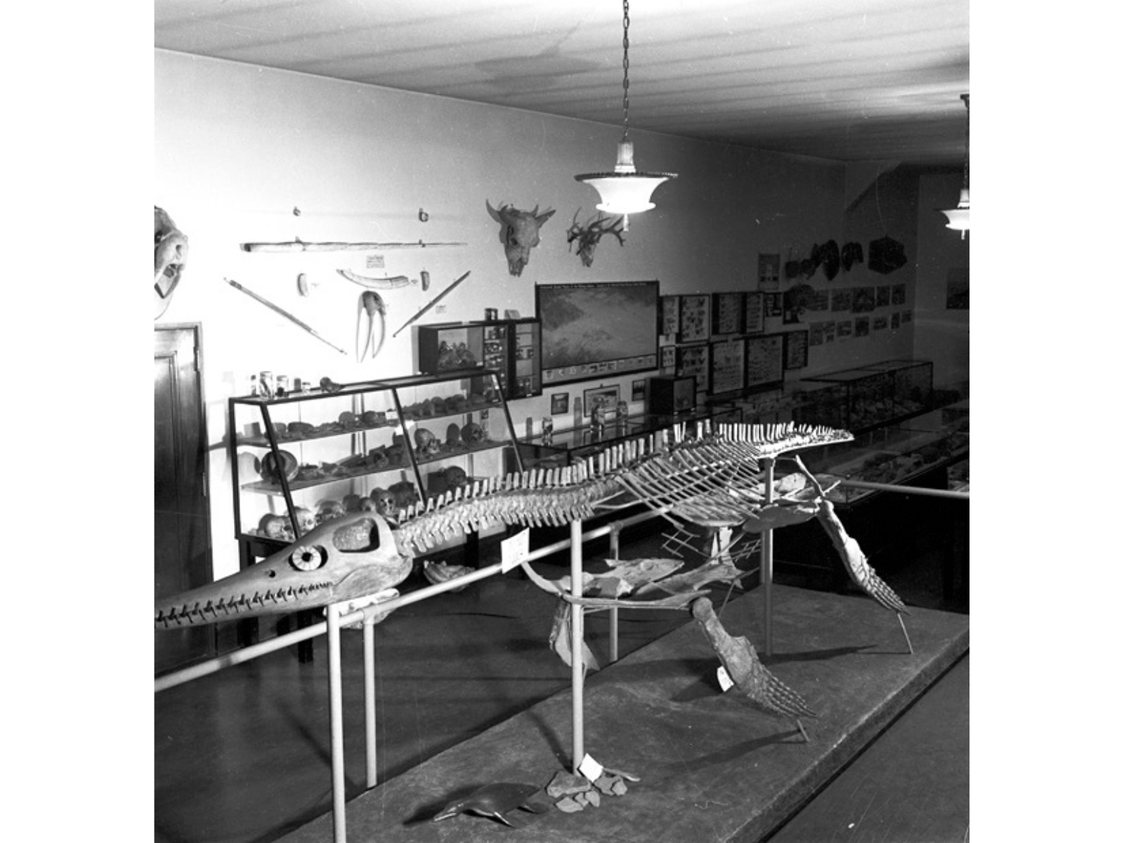 A black and white image of an old museum gallery showing a plesiosaur fossil on display in the front and centre of the image.