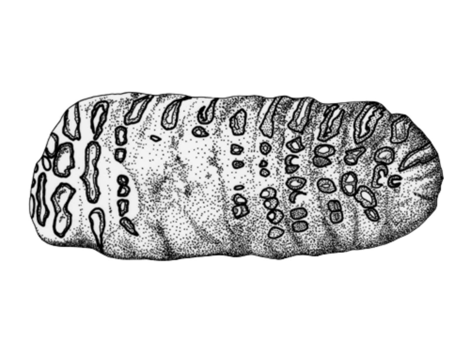 A hand drawn illustration of a mammoth molar from above.