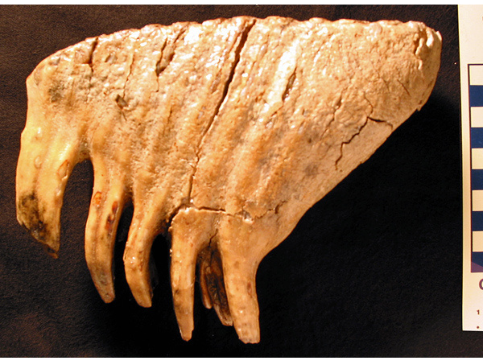 Side view of a large mammoth molar with a flat upper and jagged "roots" along the bottom.