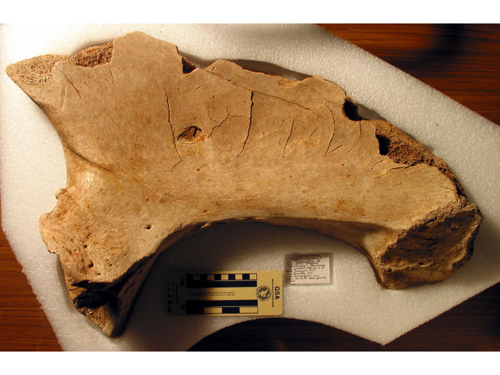 Part of an aged fossilized pelvis in a storage container.