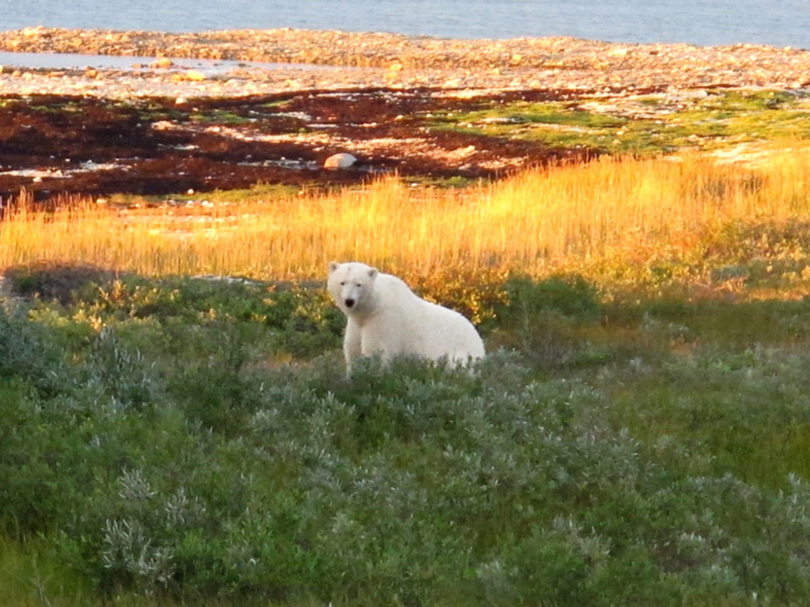 A polar bear sitting in vegetation varying from green to yellow to red before it reaches the water.