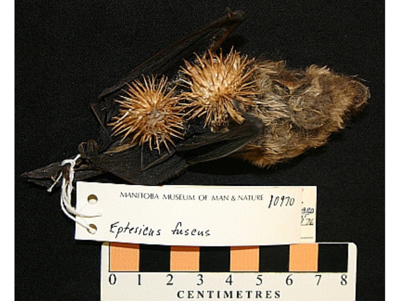 A bat specimen with spikey burdock fruits stuck to its back.