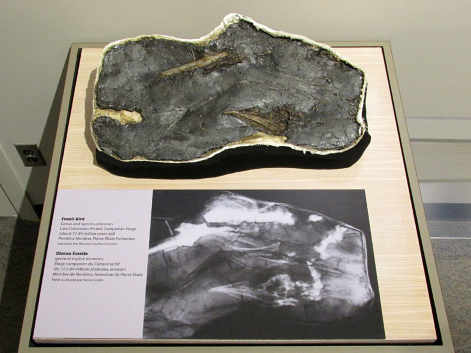 A fossil slab with parts of skeleton visible on display above an X-ray of the slab showing further aspects of the skeleton inside the rock.