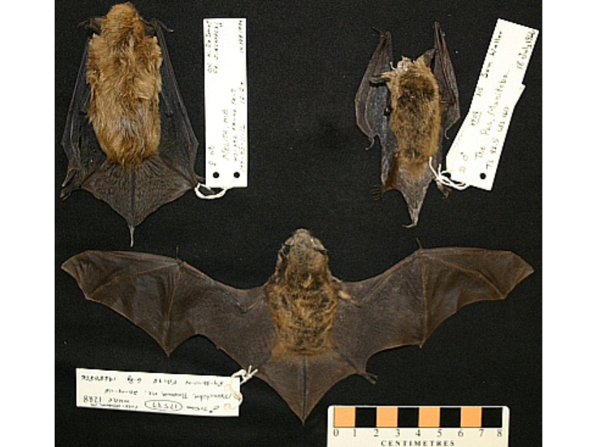 Three bat specimens on a black background. Two along the top have their wings folded close, the one at the bottom has its wings spread wide.