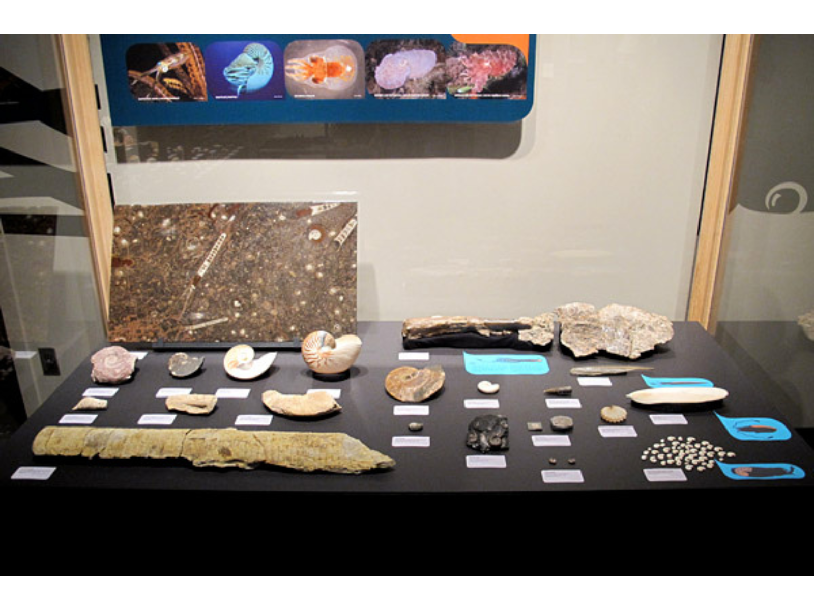 A glass display case containing a number of sea fossil specimens.