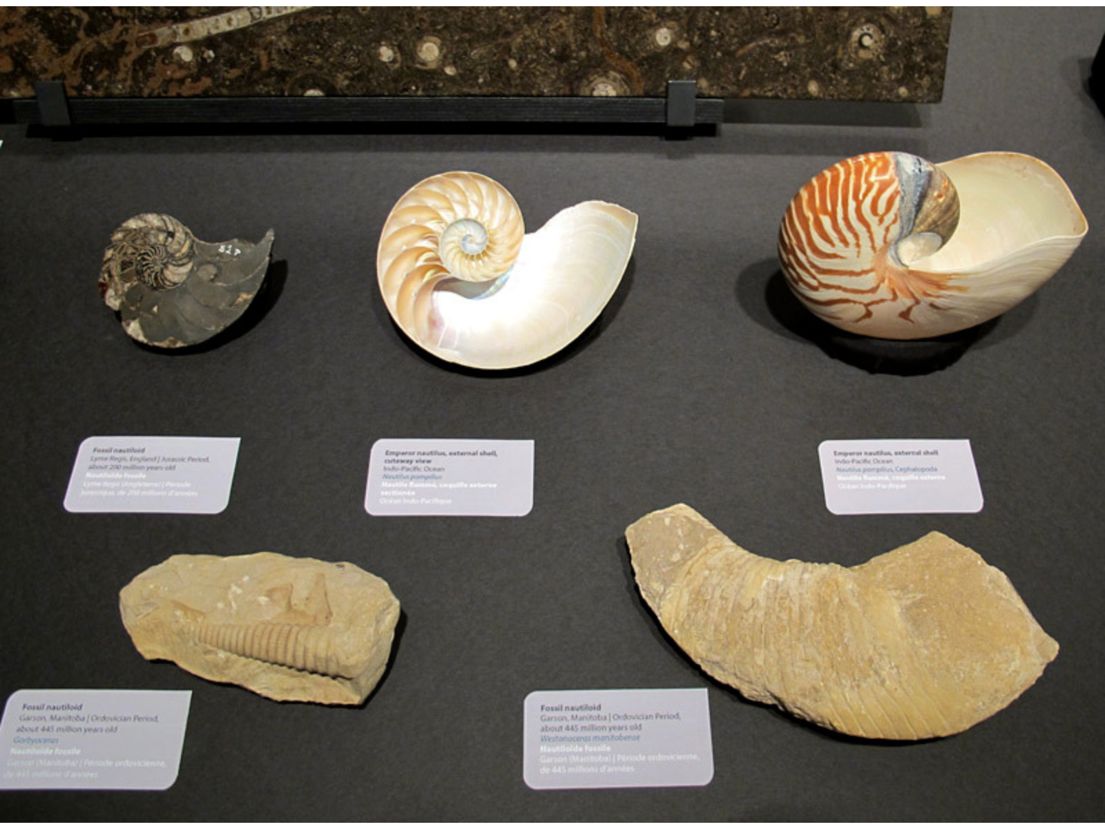 Five cephalopods on display next to small labels in museum exhibit.