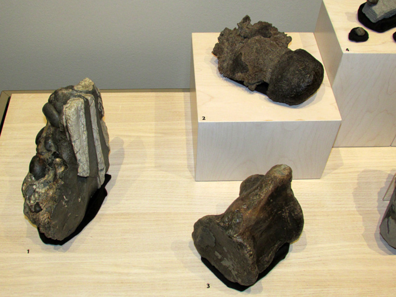 Three fossils on display in exhibit.