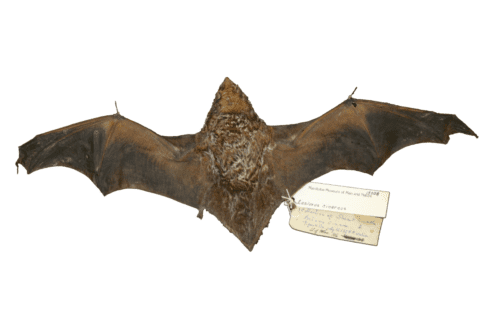 A bat specimen on a white background with its wings spread wide and a specimen label attached to its right foot.