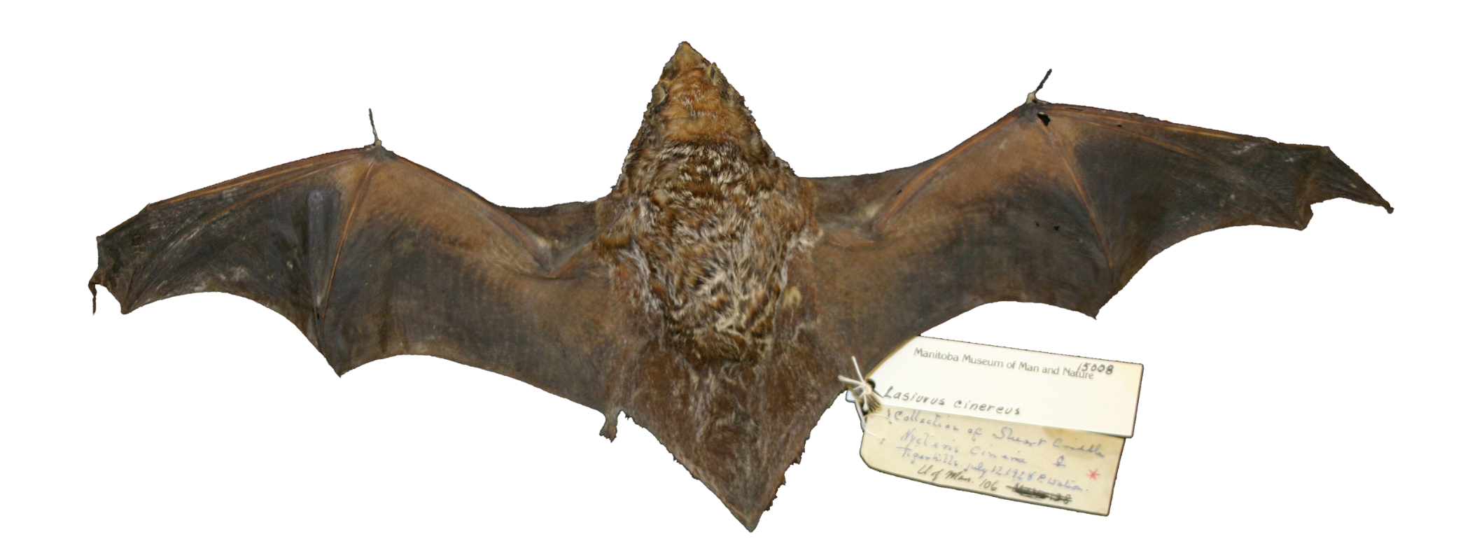 A bat specimen on a white background with its wings spread wide and a specimen label attached to its right foot.