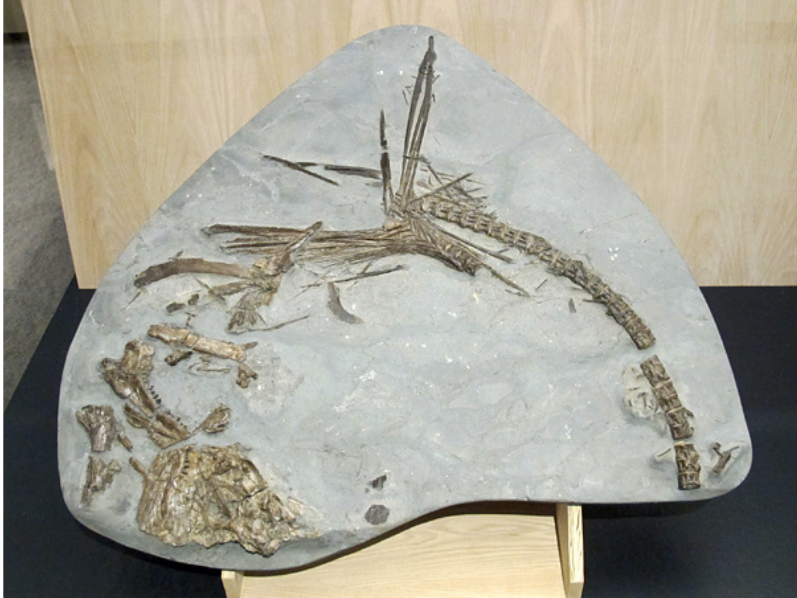 Close-up on a fossil slab containing the disarticulated bones of an ancient fish.