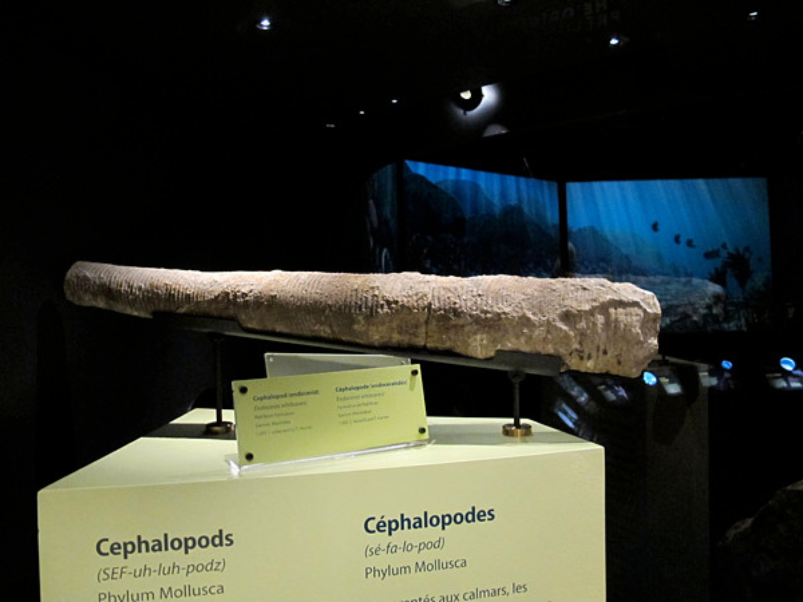 A conical fossil specimen of a cephalopod on display in the Earth History Gallery.