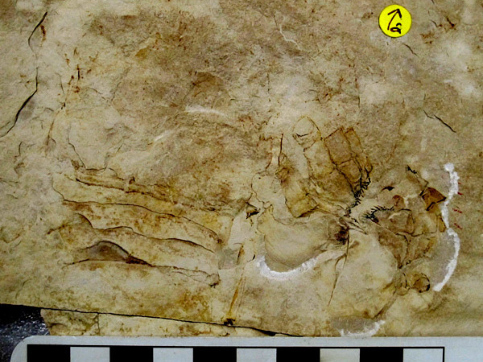 A fossilized specimen in a rock slab. Hard to identify which parts of the fossil are what.