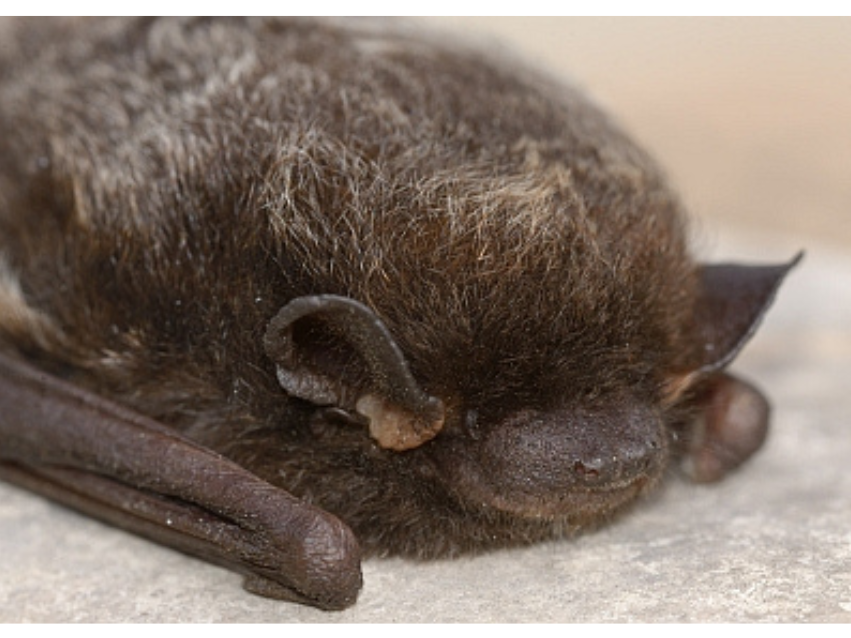 Close-up on the face of a small bat specimen.