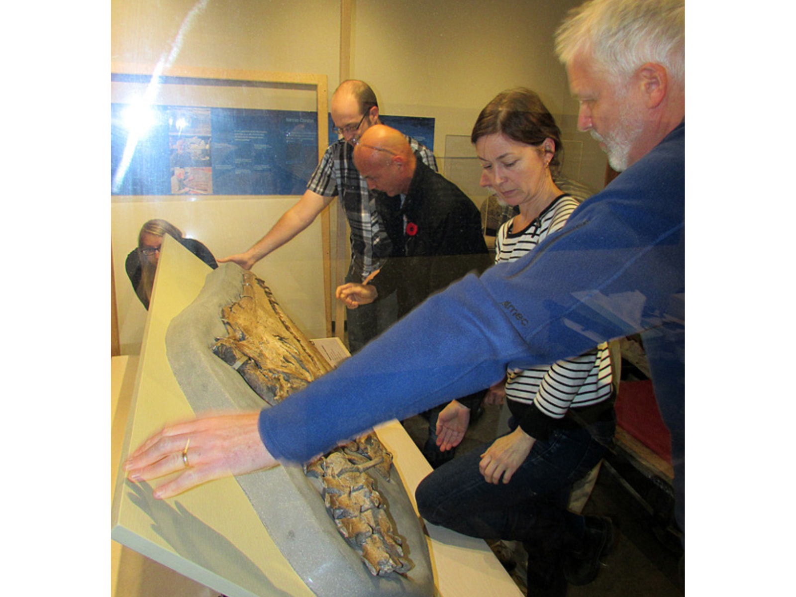 Five individuals from the side as they adjust the placement of a large mounted plesiosaur skull in its display case.