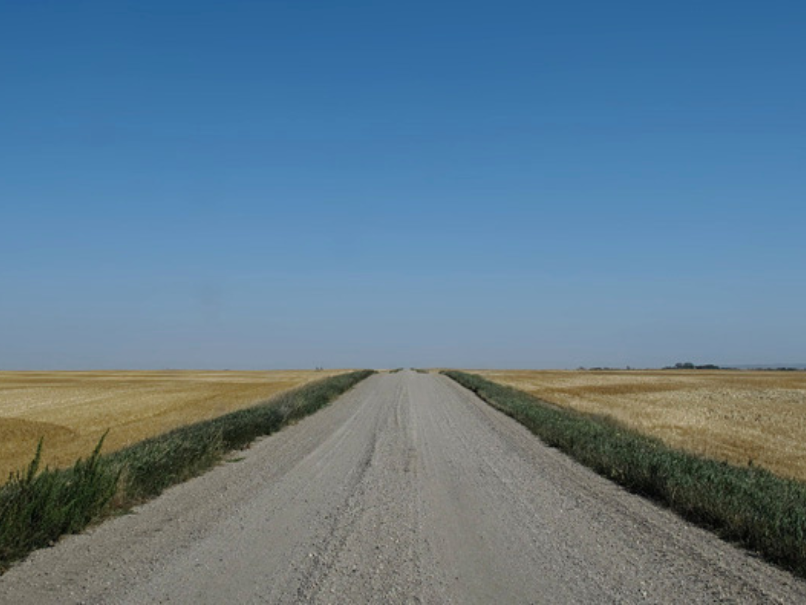 Looking down a gravel road under a clear blue sky. Yellow canola grows in fields either side of the road.