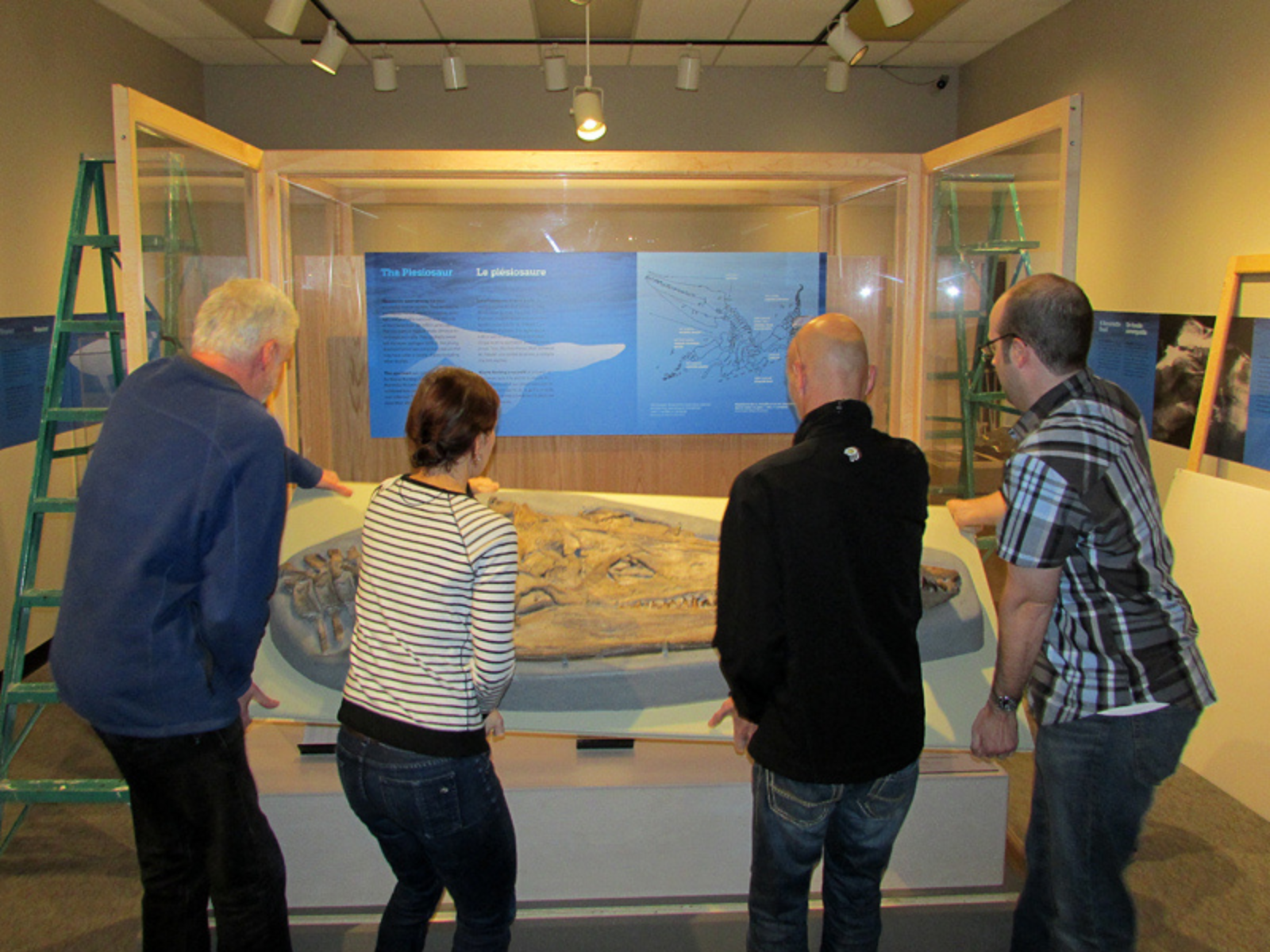 Four individuals from behind as they work together to left a large, mounted plesiosaur skull into its display case.