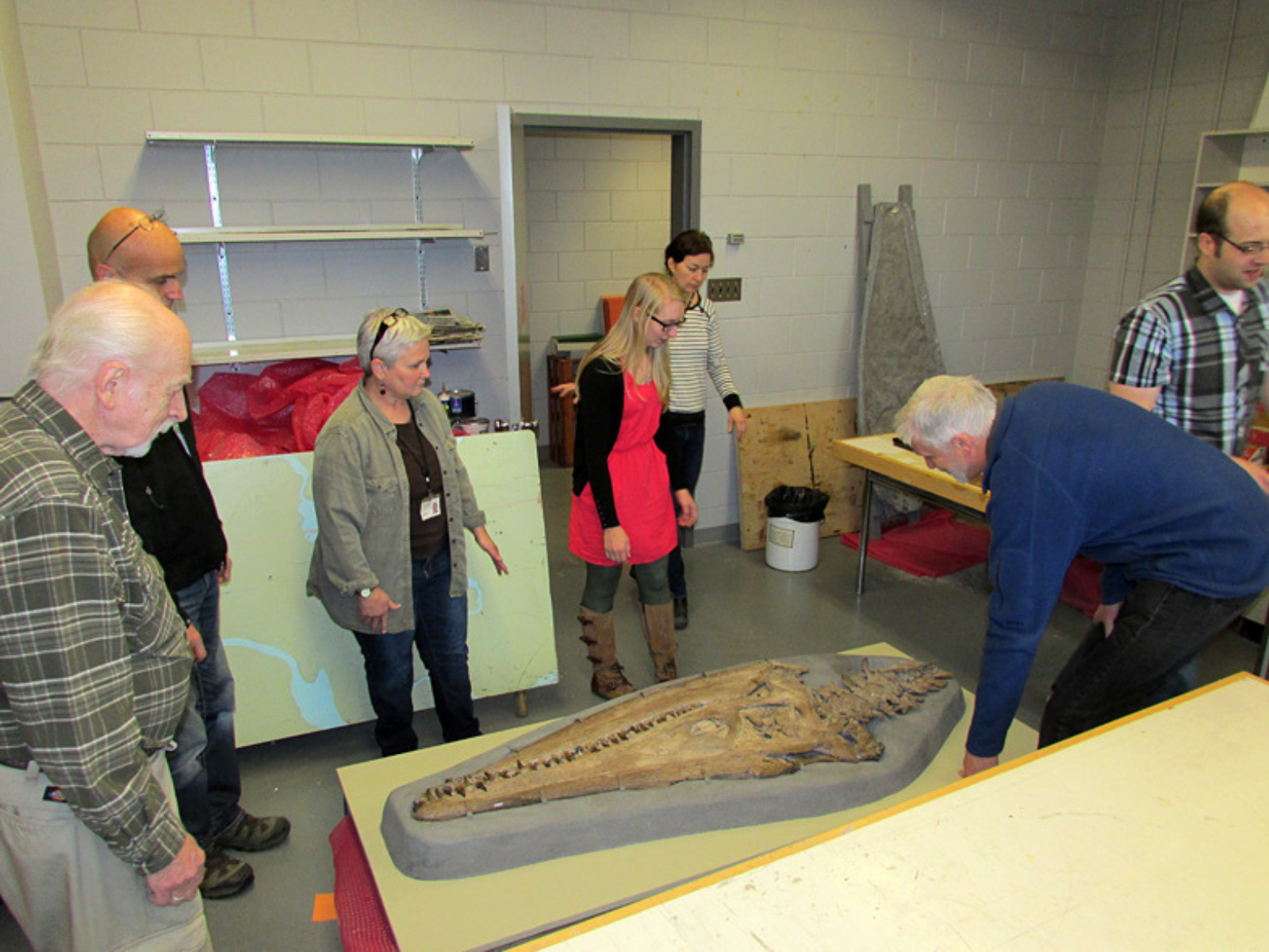 A small group of people in a museum back room standing around a large plesiosaur skull in a mount on a cart.