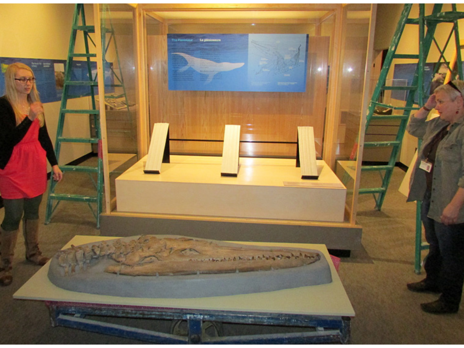 Two individuals standing at either end of a large mounted plesiosaur skull on a cart in front of an open, empty display case.