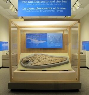 Looking into the entrance of an exhibit room. A large plesiosaur skull is in a display case beneath a sign reading, "The Old Plesiosaur and the Sea".