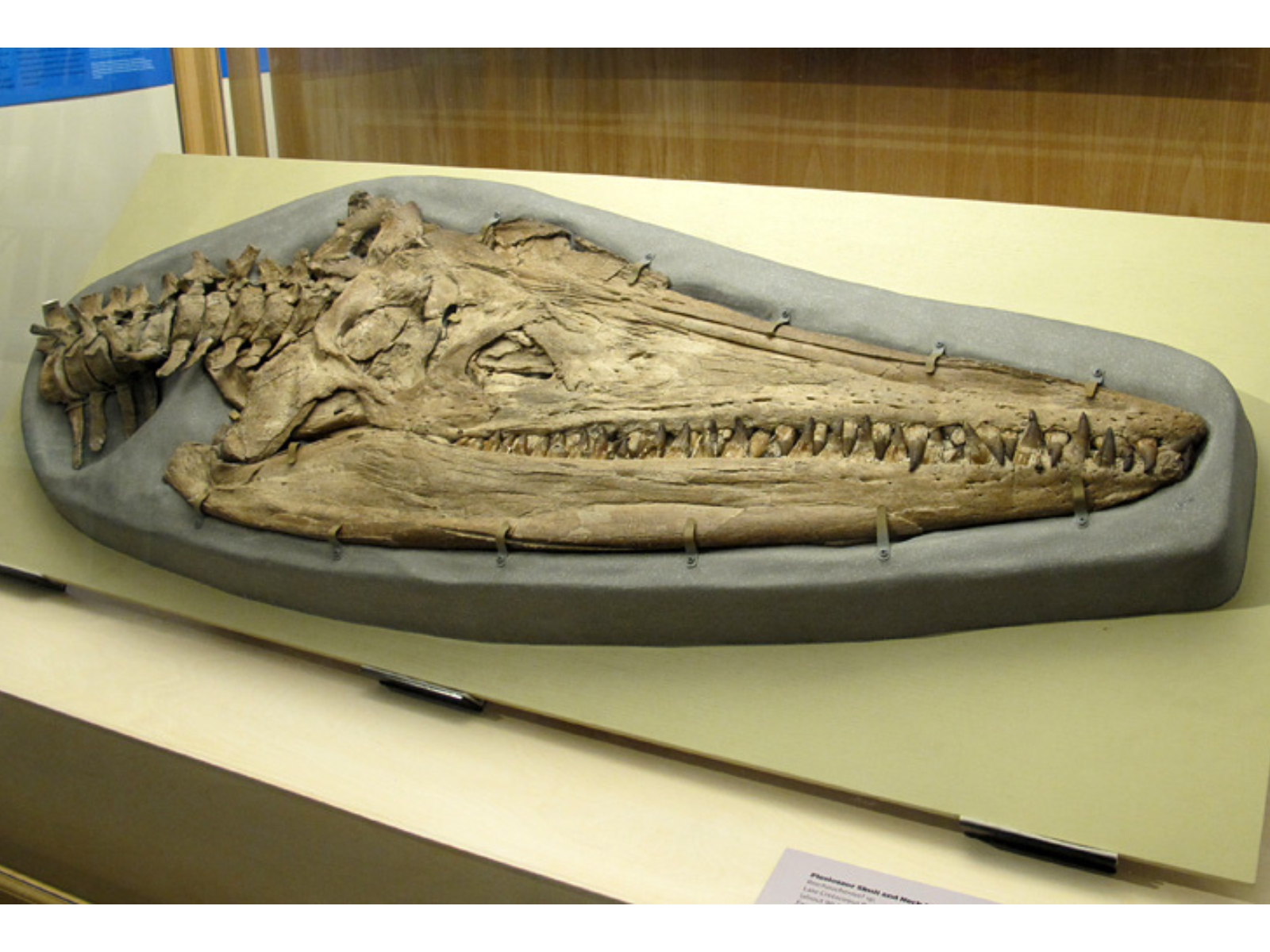 A large mounted plesiosaur skull in a display case.