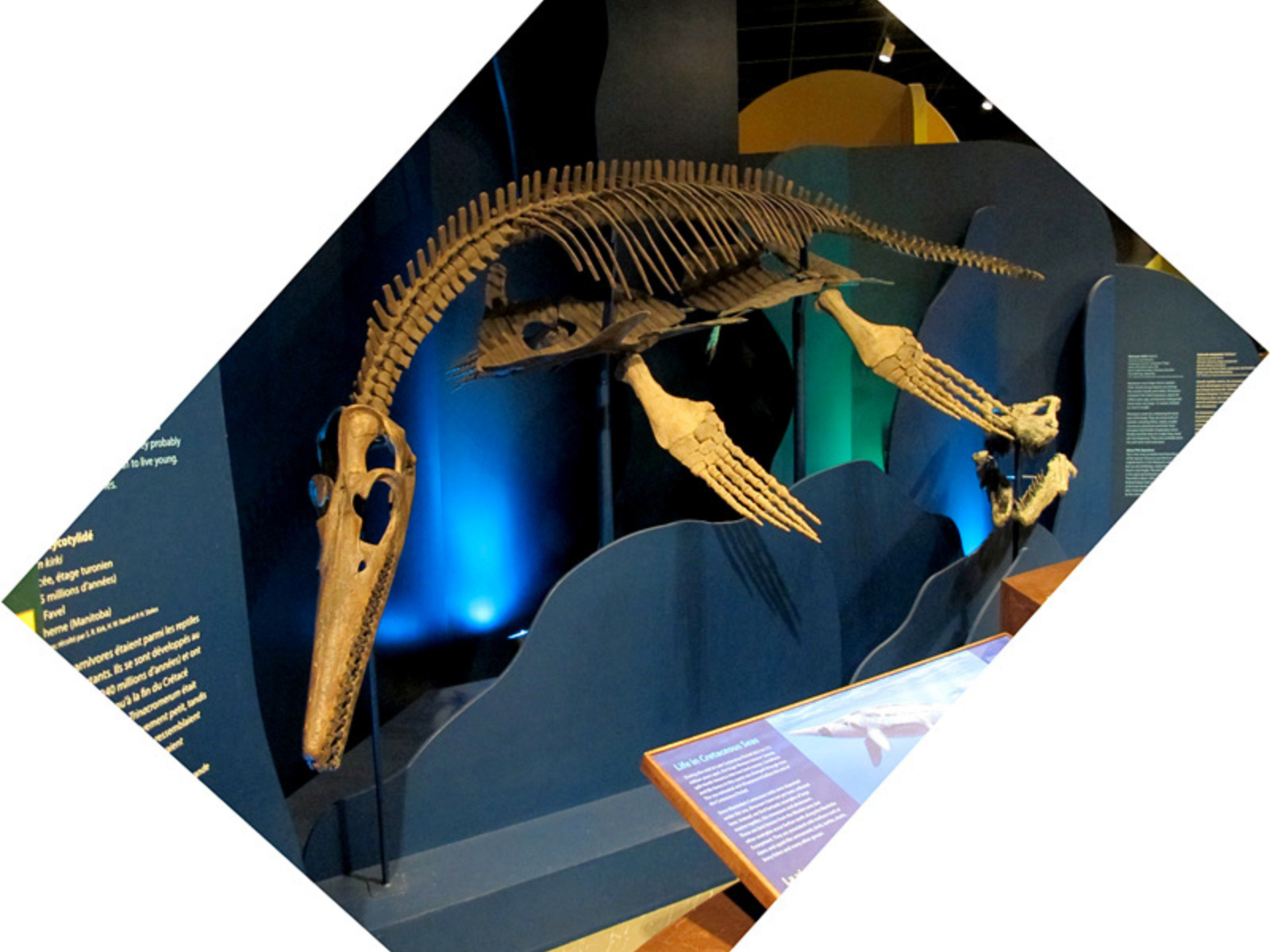 A full plesiosaur fossil specimen on display in the Manitoba Museum's Earth History Gallery.