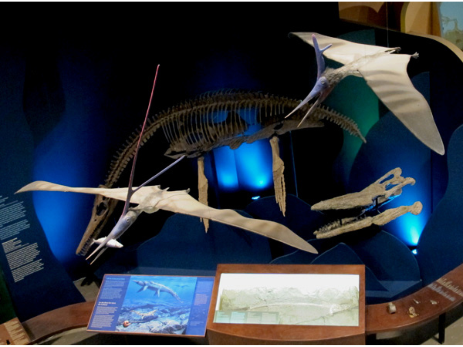 The plesiosaur fossil (and aquatic dinosaur) on display next to the skull of a mosasaur, with pterosaur, long-beaked flying dinosaur ,models suspended above.