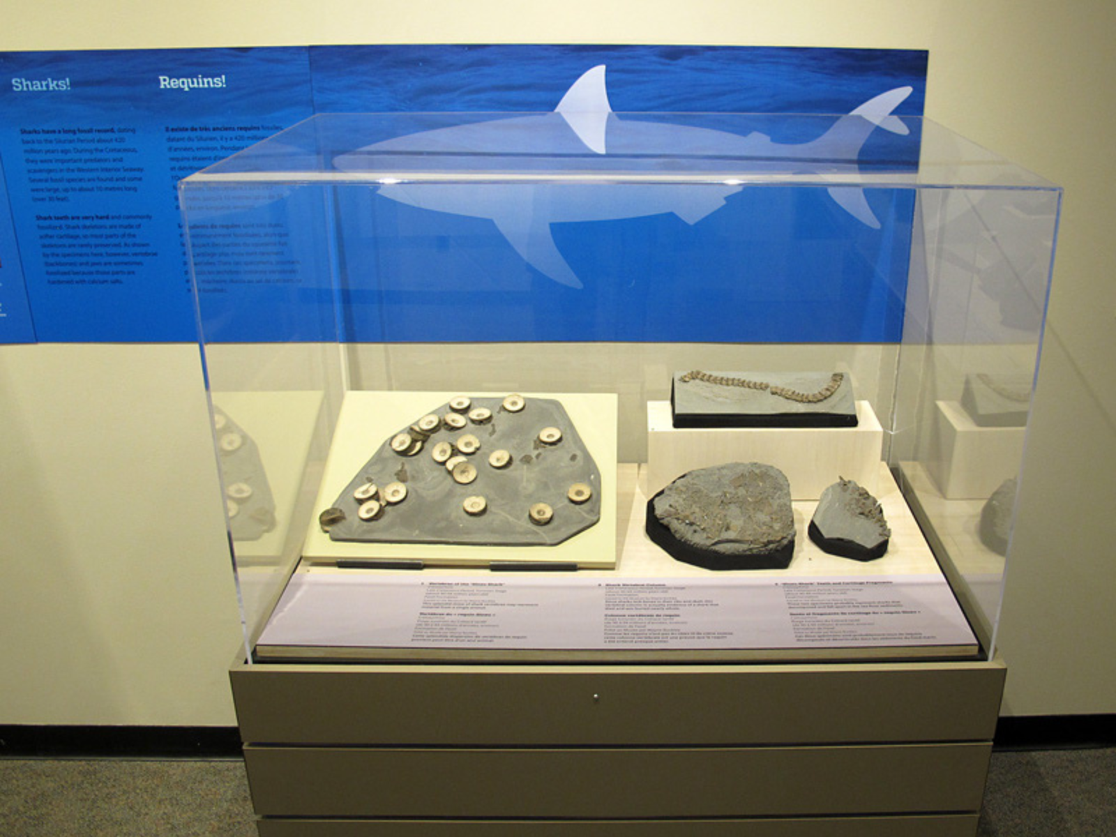 A display case containing four different fossil slabs under a label copy sign about sharks.