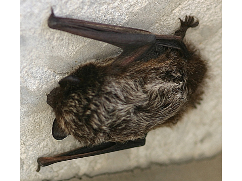 Close-up on a small fuzzy bat clinging to the side of a wall.