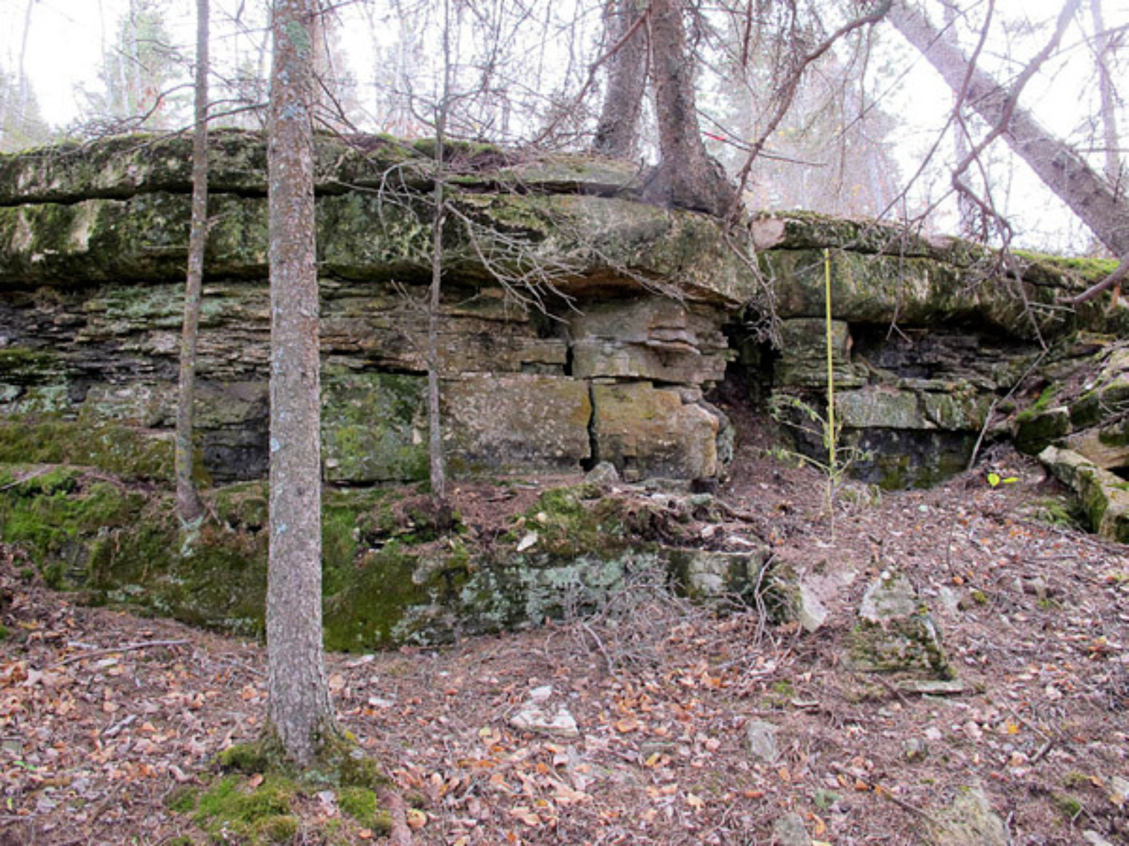 A rugged cut of bank with bare trunks of trees in frame both below and above the cliffside.