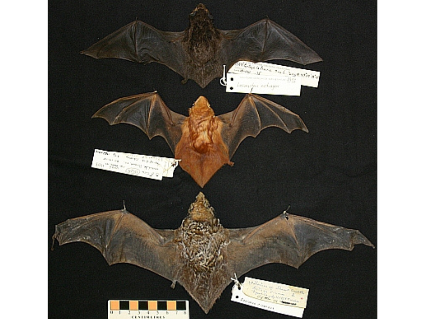 Three bat specimens on a black background, growing in size from top to bottom. All three have their wings spread wide.