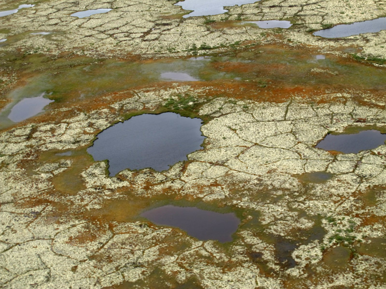 An aerial view of mossy ground punctuated by ponds.