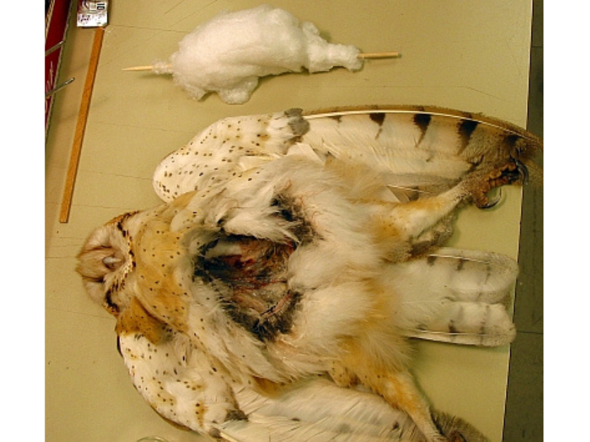 A owl specimen with the chest cavity surgically opened for dissection. Beside the specimen is a stick wrapped with cotton to about the width of the owl's torso.