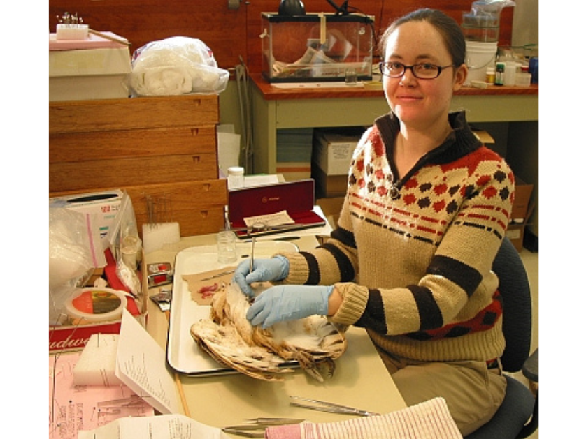 An individual wearing gloves working on a bird specimen in front of them.