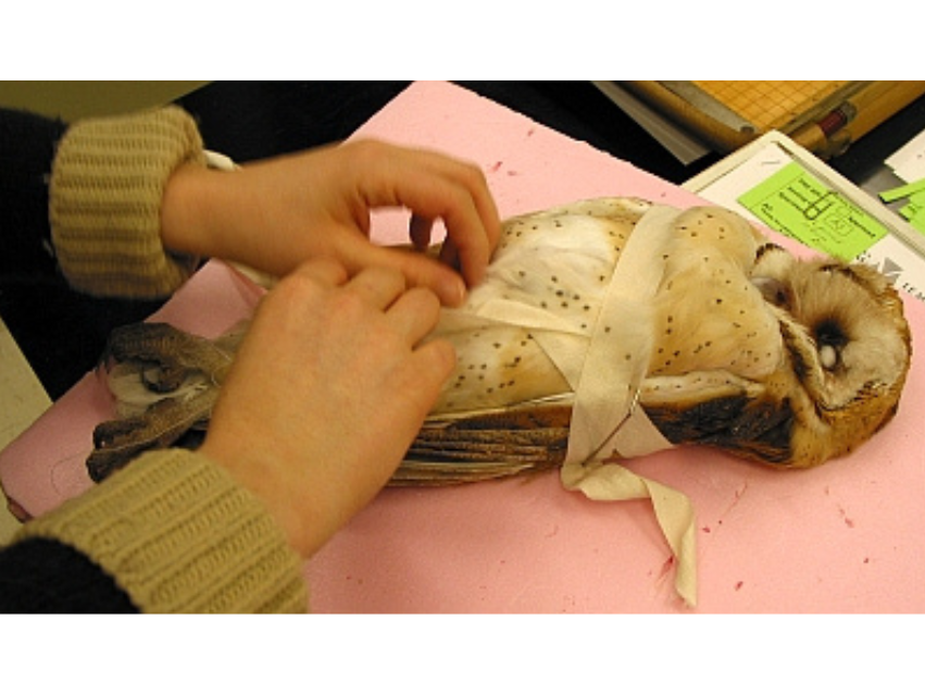 An owl sparsely swaddled to hold it in repose shape with its wings to its side. Hand reach in from the left side of the frame, tying off the wrapping.