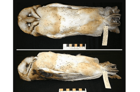 Two photos, one above the other, of an owl specimen. One looking down on the specimen, and one looking from the side in profile.