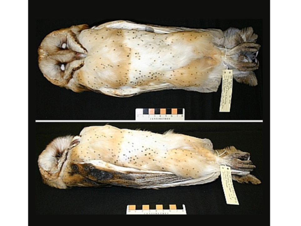 Two photos, one above the other, of an owl specimen. One looking down on the specimen, and one looking from the side in profile.