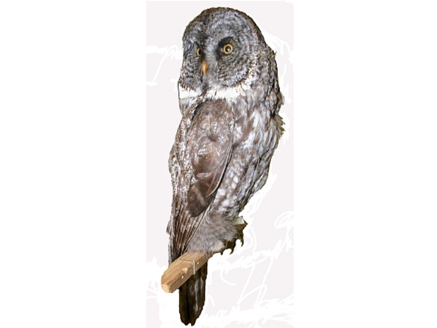 A taxidermized great gray owl specimen mounted on a branch.