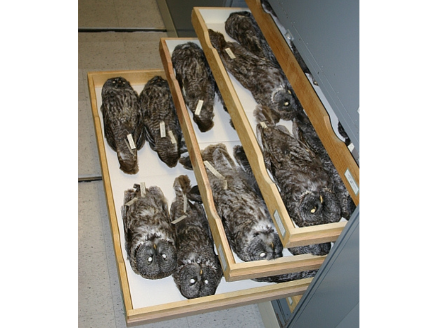 Collections storage, three drawers, all containing owl specimens, open to varying distance.